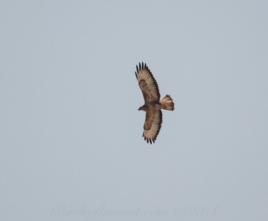 Steppe Buzzard Buteo buteo vulpinus 