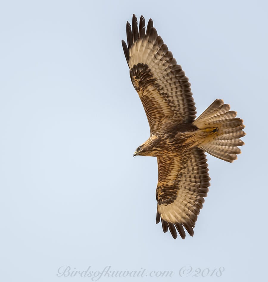 Steppe Buzzard Buteo buteo vulpinus