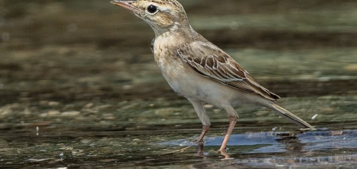 Tawny Pipit standing in water