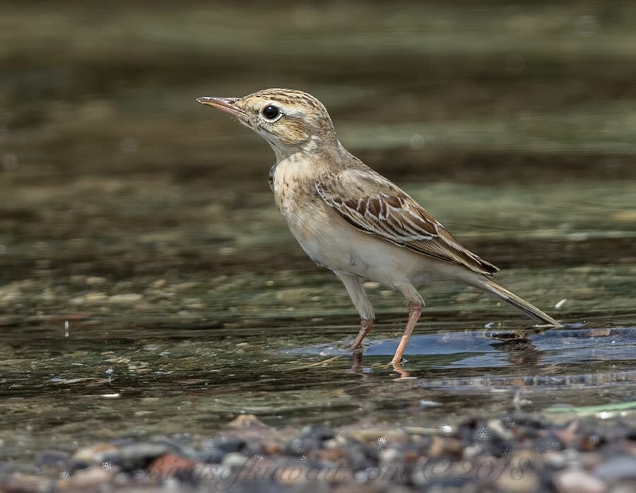 Tawny Pipit Anthus campestris