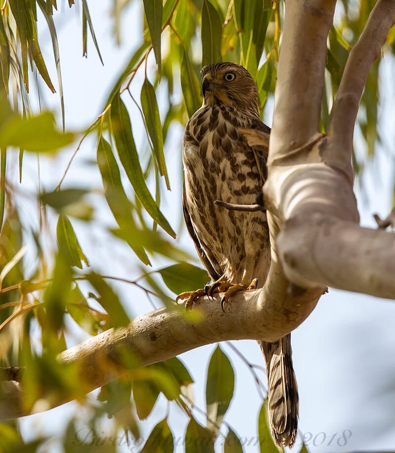 Asian Shikra Accipiter badius cenchroides