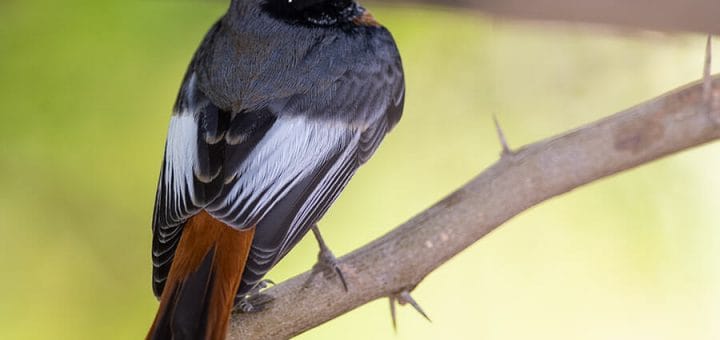 Ehrenberg's Redstart perched on a branch of a tree