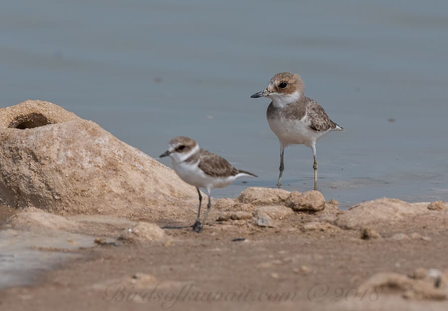 Greater Sand Plover Anarhynchus leschenaultii 