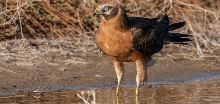Pallid Harrier standing in water