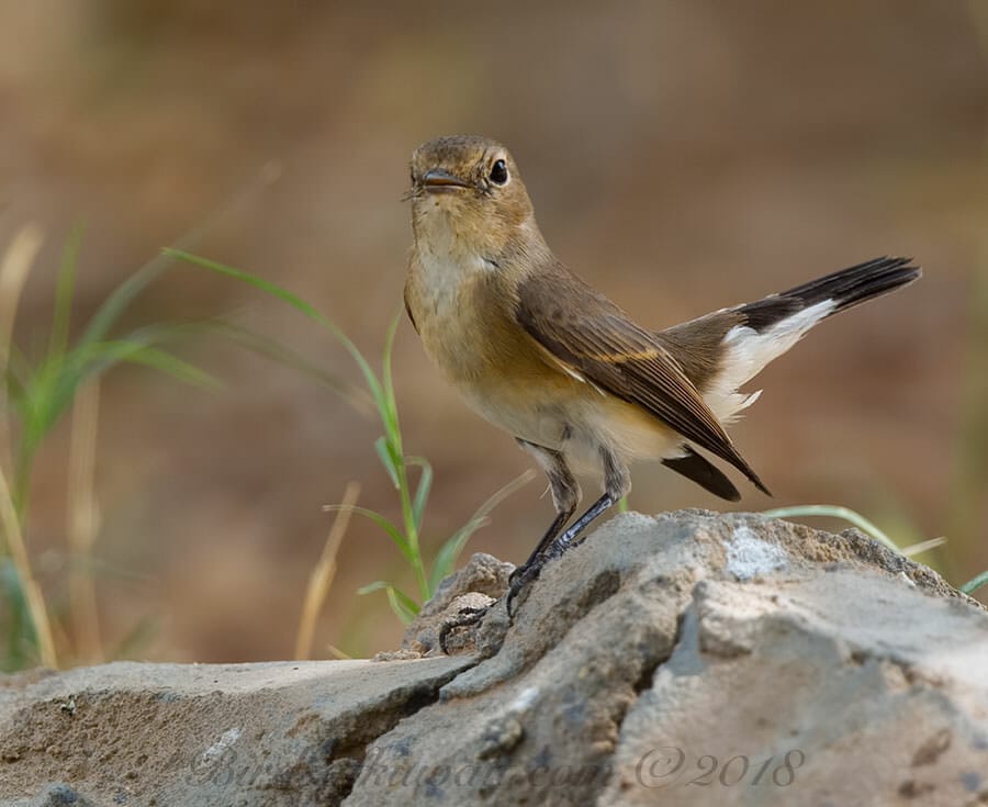 Red-breasted Flycatcher Ficedula parva 