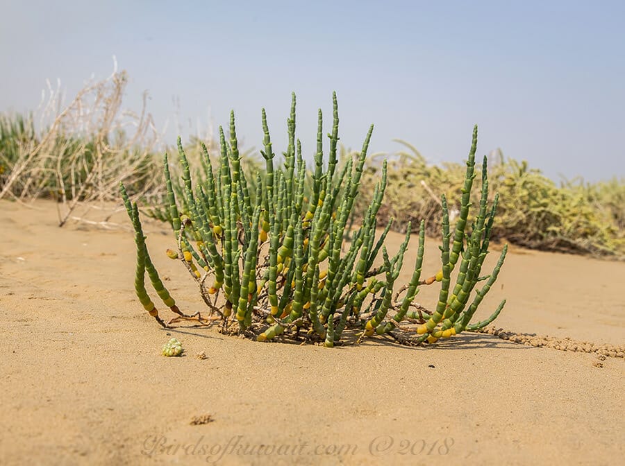 A niceGlasswort Salicornia europaea