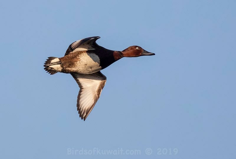 Ferruginous Duck in flight