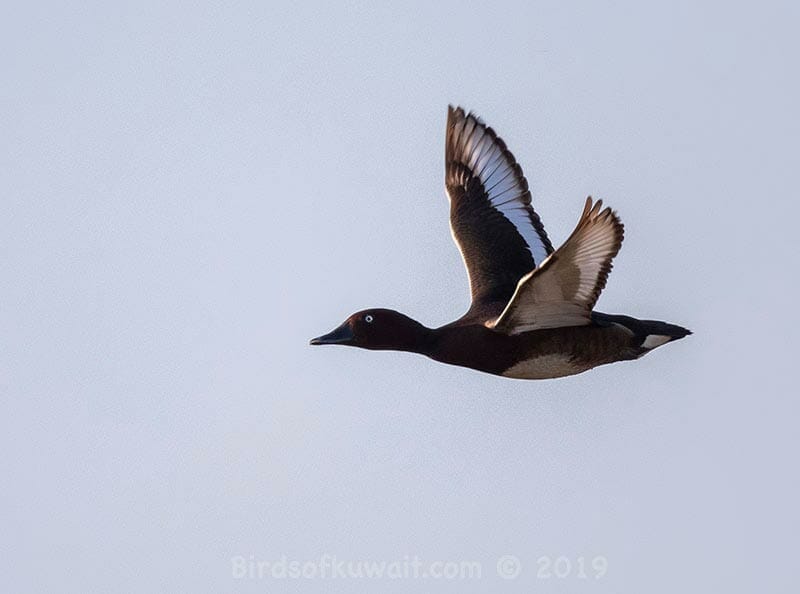 Ferruginous Duck Aythya nyroca