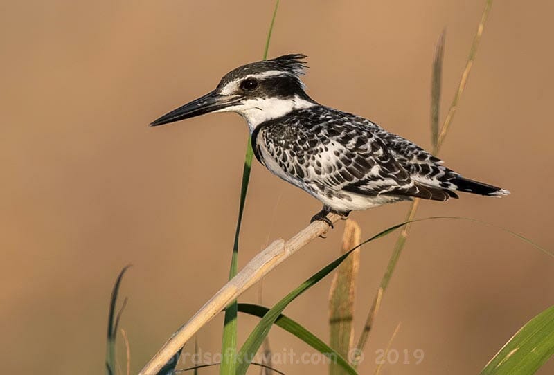 Pied Kingfisher Ceryle rudis