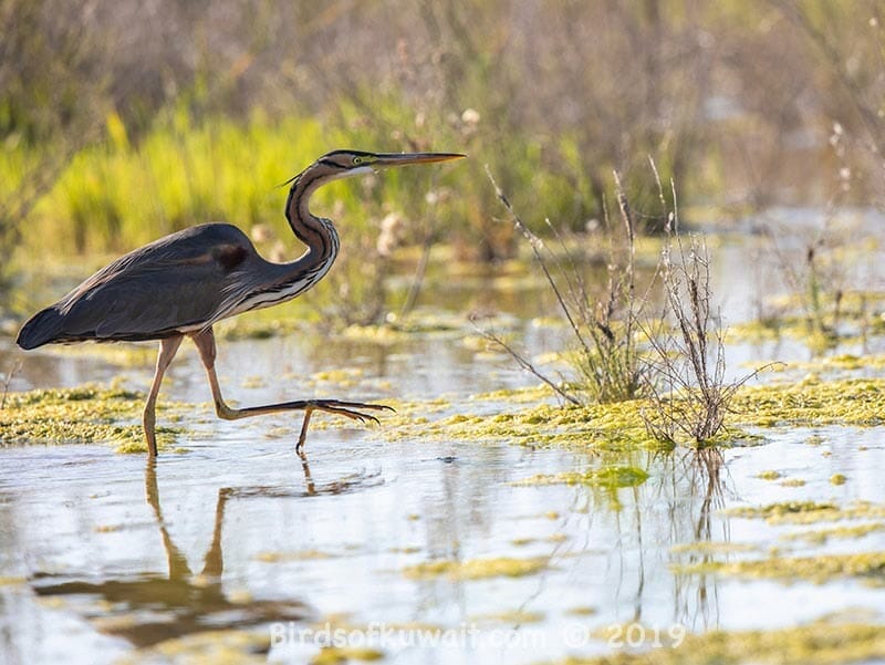 Purple Heron Ardea purpurea