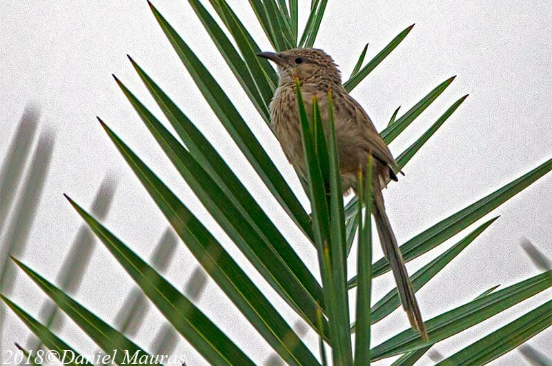 Afghan Babbler on date palm leaf