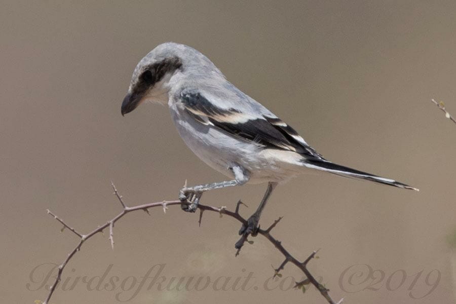 Juvenile Arabian Grey Shrike Lanius excubitor aucheri