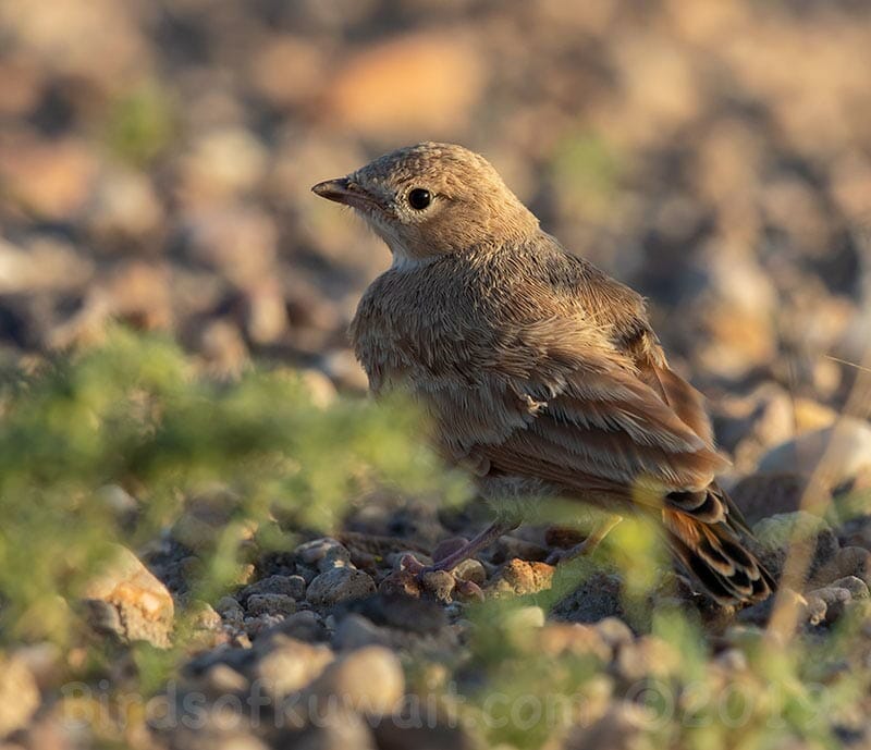 Bar-tailed Lark Ammomanes cincture