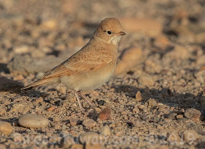 Bar-tailed Lark Ammomanes cincture