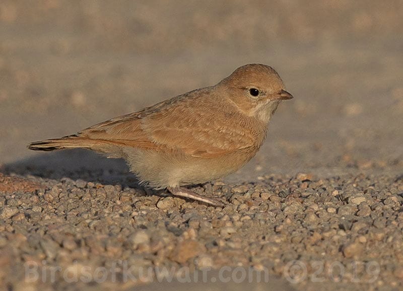 Bar-tailed Lark Ammomanes cincture