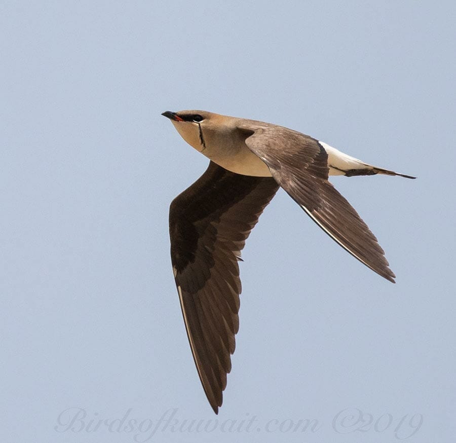 Black-winged Pratincole Glareola nordmanni