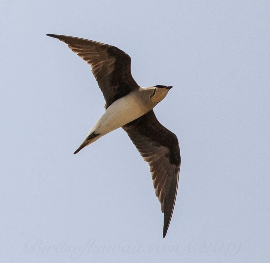 Black-winged Pratincole Glareola nordmanni