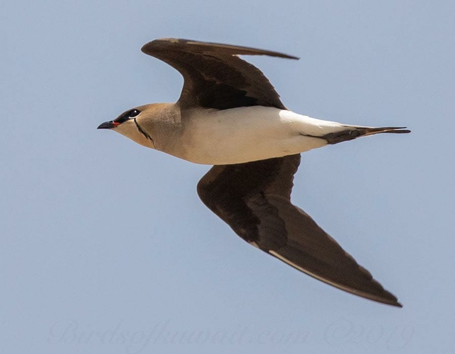 Black-winged Pratincole Glareola nordmanni