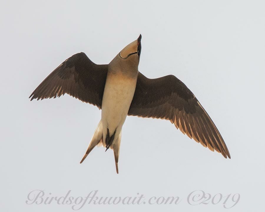 Black-winged Pratincole Glareola nordmanni