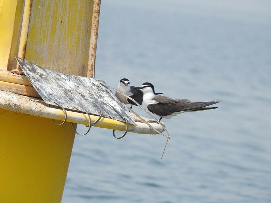 Bridled Tern Onychoprion anaethetus 