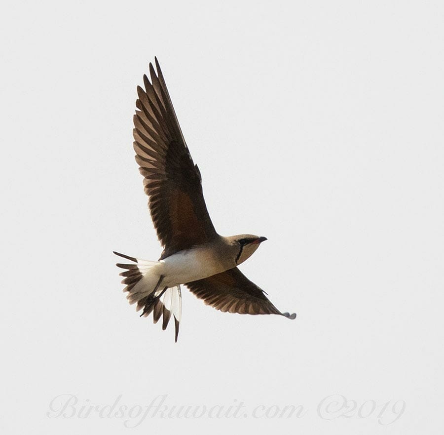 Collared Pratincole Glareola pratincola