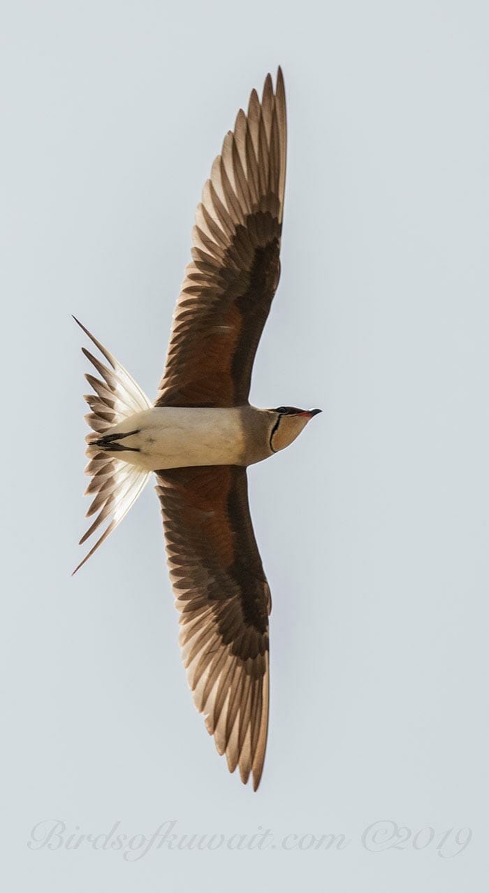 Collared Pratincole Glareola pratincola