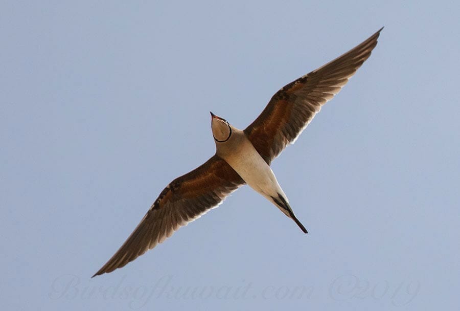 Collared Pratincole Glareola pratincola