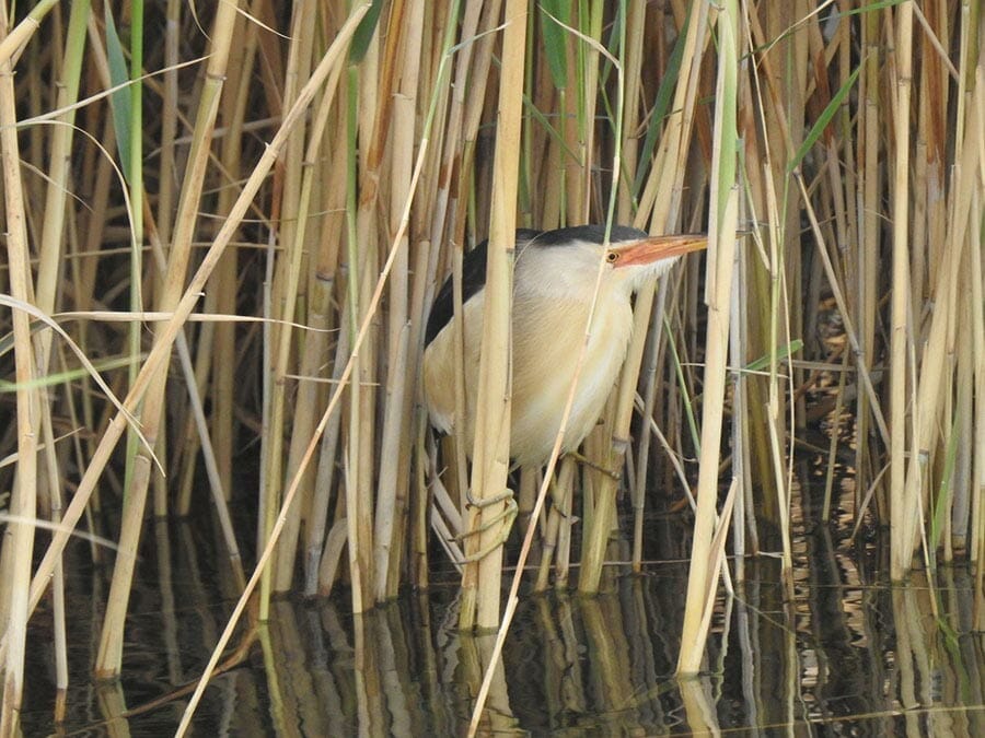 Little Bittern Ixobrychus minutus 