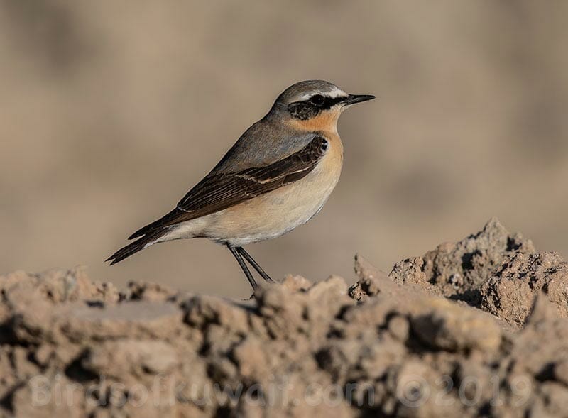 Northern Wheatear Oenanthe oenanthe