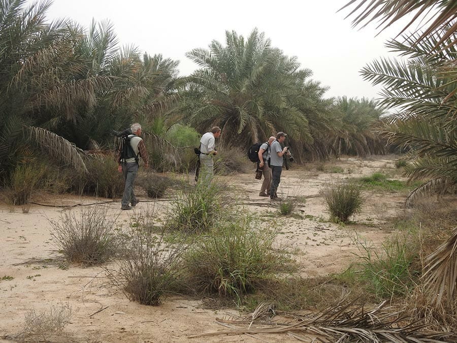 In Abdaly Farms Searching for the babblers