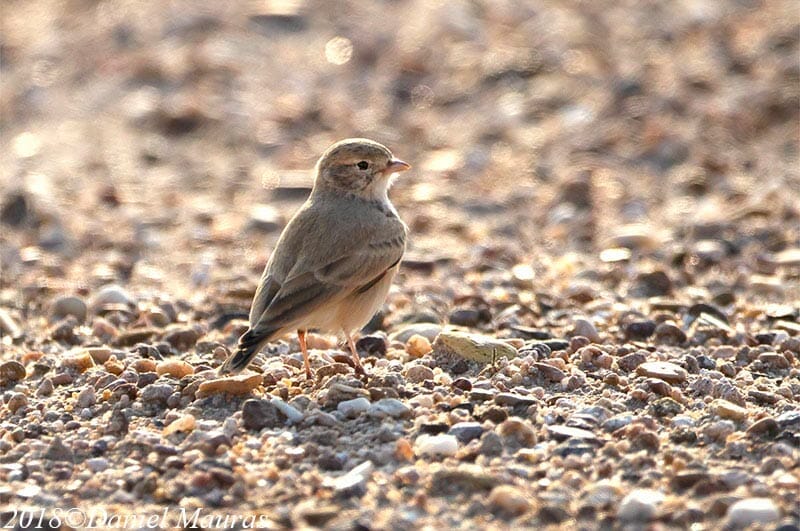 Bar-tailed Lark sitting on ground