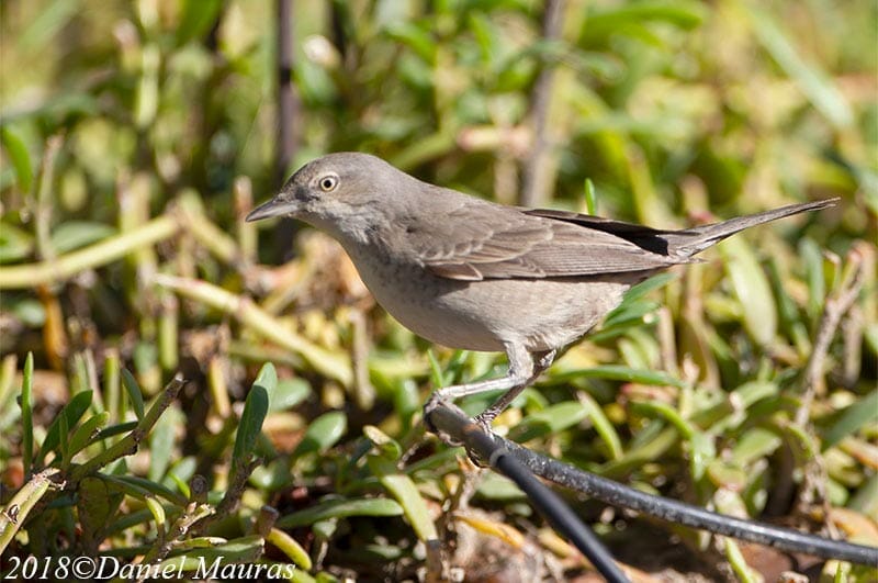 Barred Warbler sitting on plants