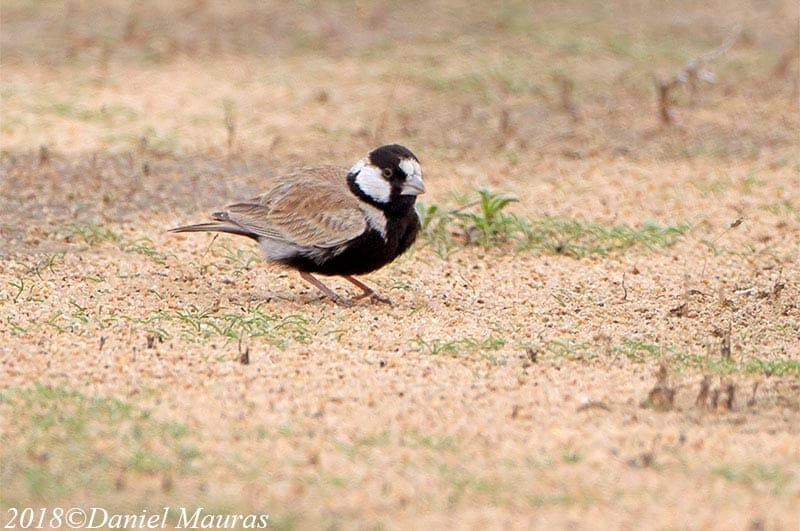 Black-crowned Sparrow-Lark sitting on ground