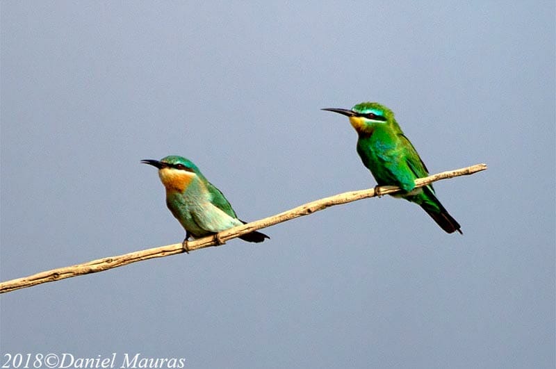 Blue-cheeked Bee-eater perched on a branch of a tree