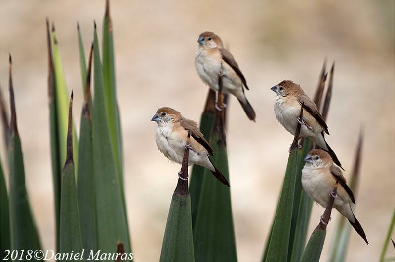 Indian Silverbill sitting on grass