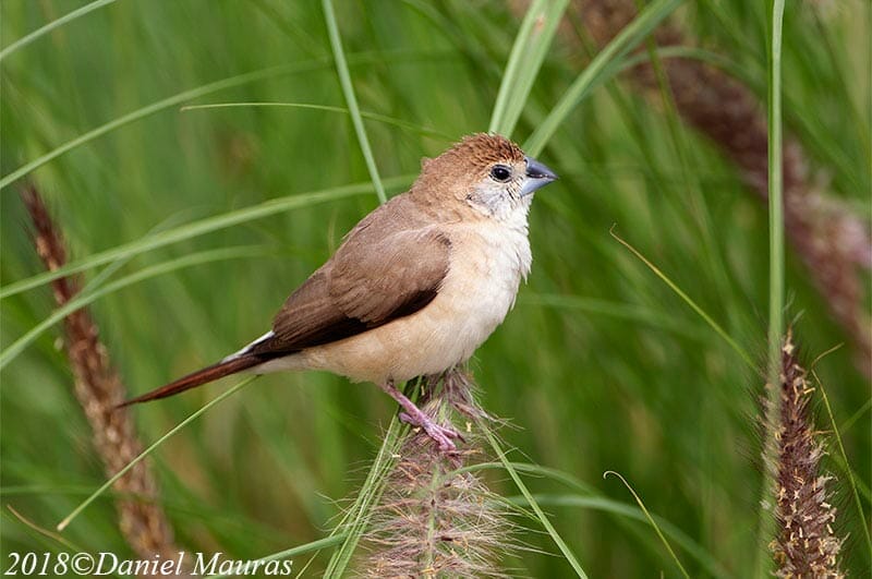 Indian Silverbill sitting on grass