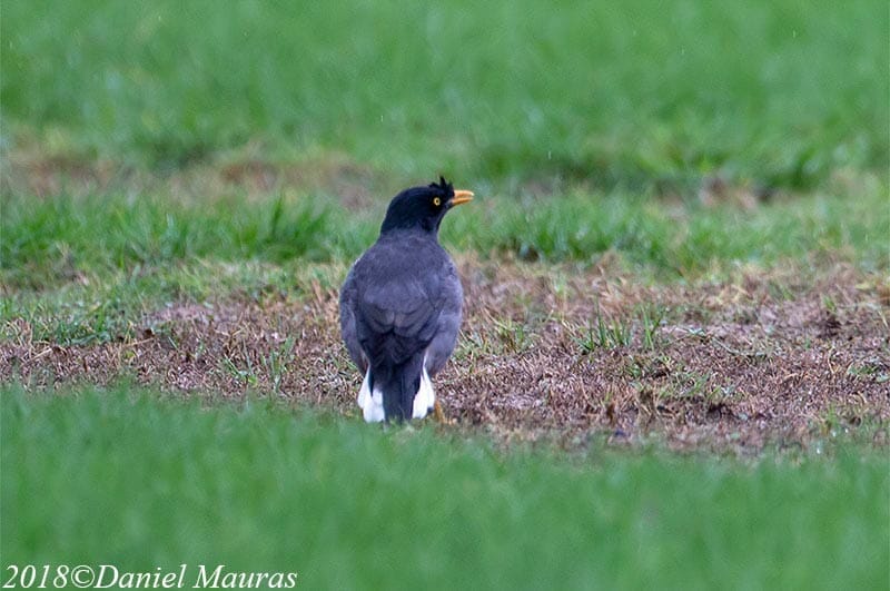 Jungle Myna sitting on ground