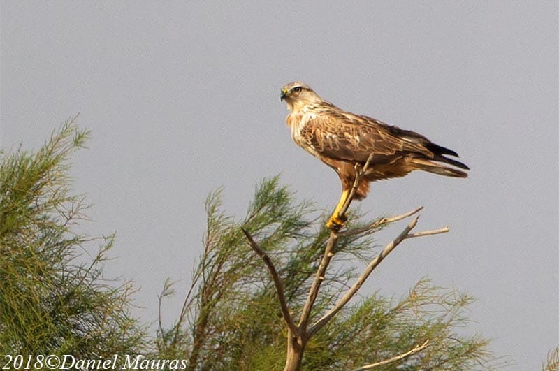 Long-legged Buzzard perched on a branch of a tree
