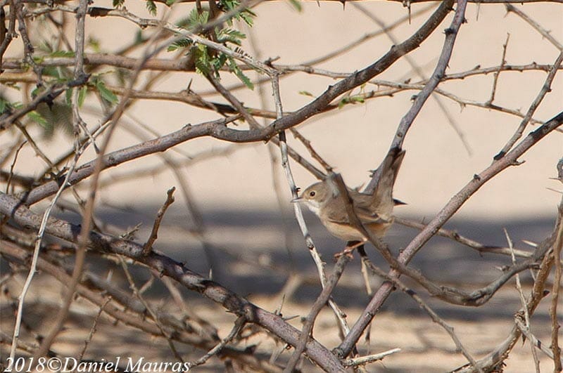 Menetries's Warbler inside a bush