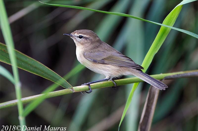 Caucasian Chiffchaff perched on reed stem