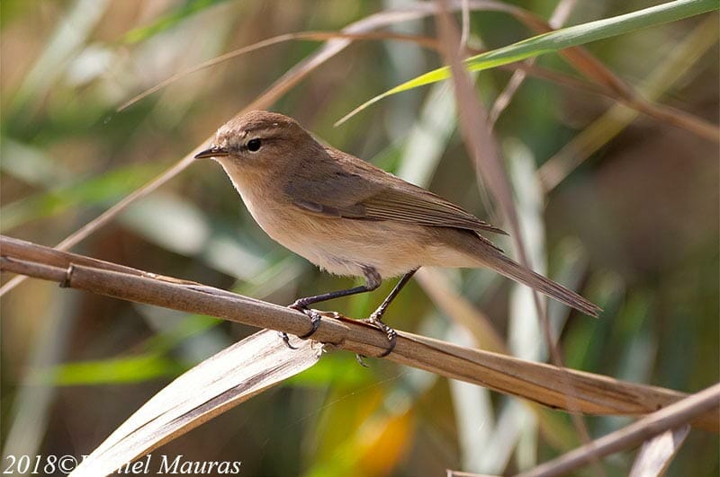 Caucasian Chiffchaff perched on reed stem