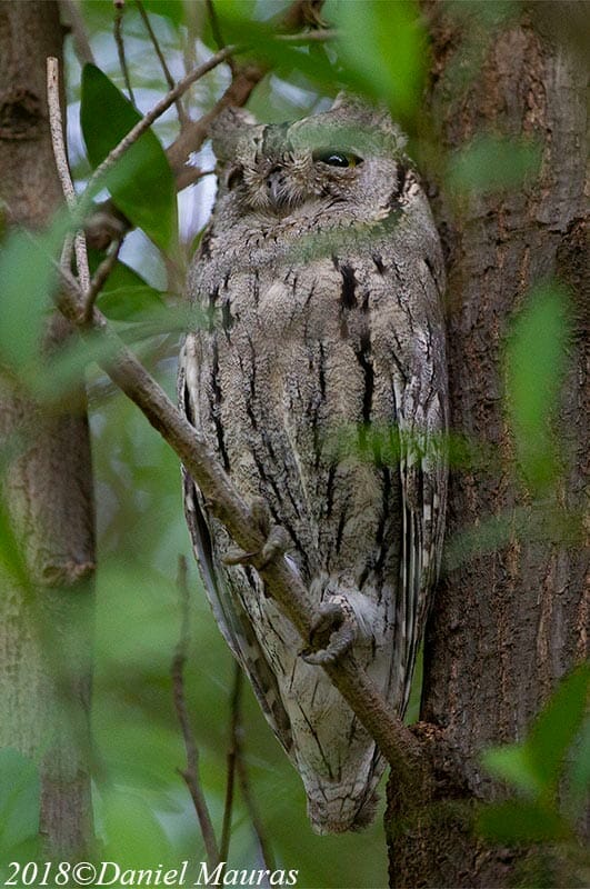 Pallid Scops Owl on a tree