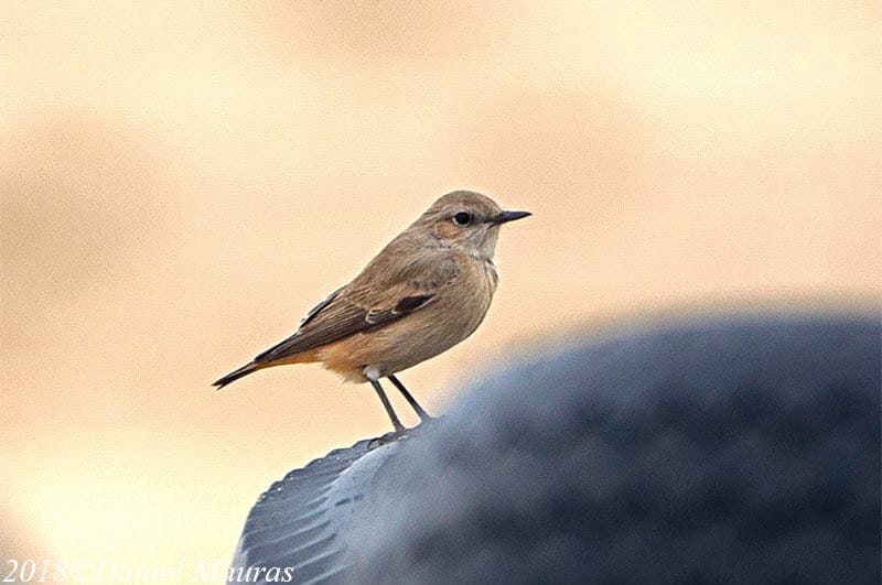 Red-tailed Wheatear perched on tyre