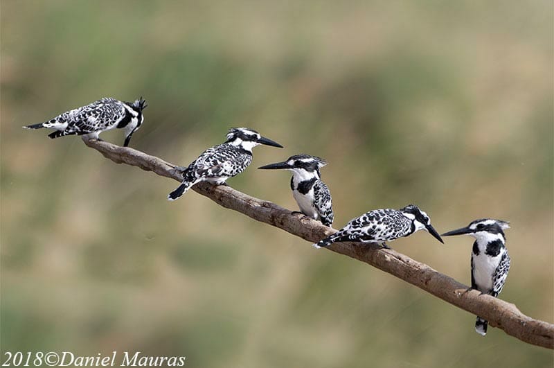 Pied Kingfisher perched on a stick