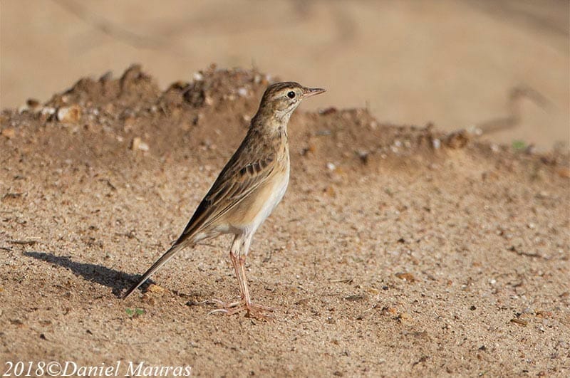 Richard's Pipit on ground