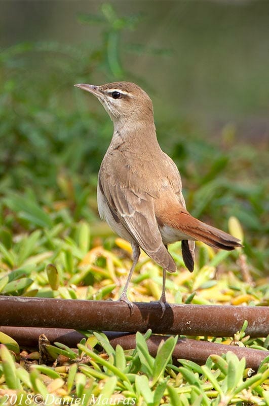 Rufous-tailed Scrub Robin sitting on a pipe