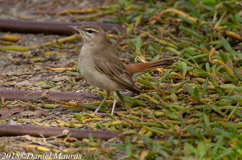 Rufous-tailed Scrub Robin sitting on ground