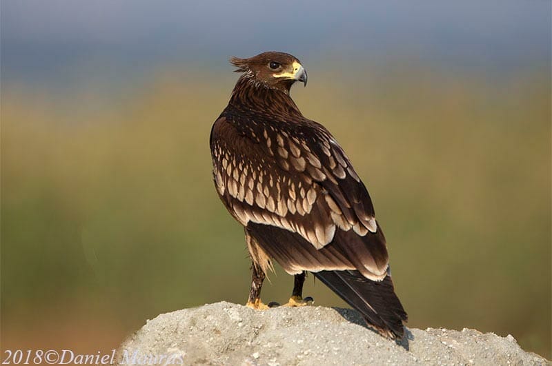 Greater Spotted Eagle sitting on mound