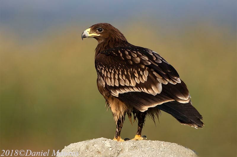 Greater Spotted Eagle perching on mound