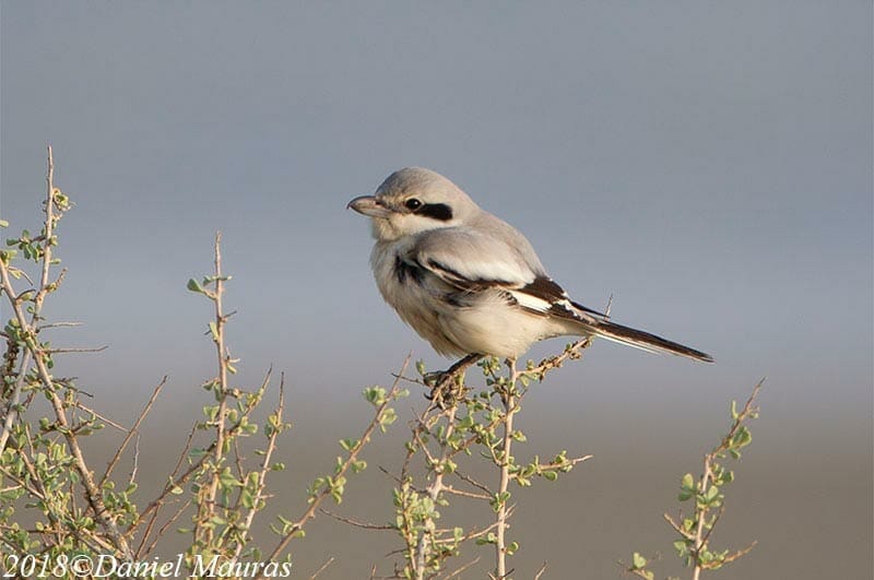 Great Grey Shrike perched on a branch of a tree
